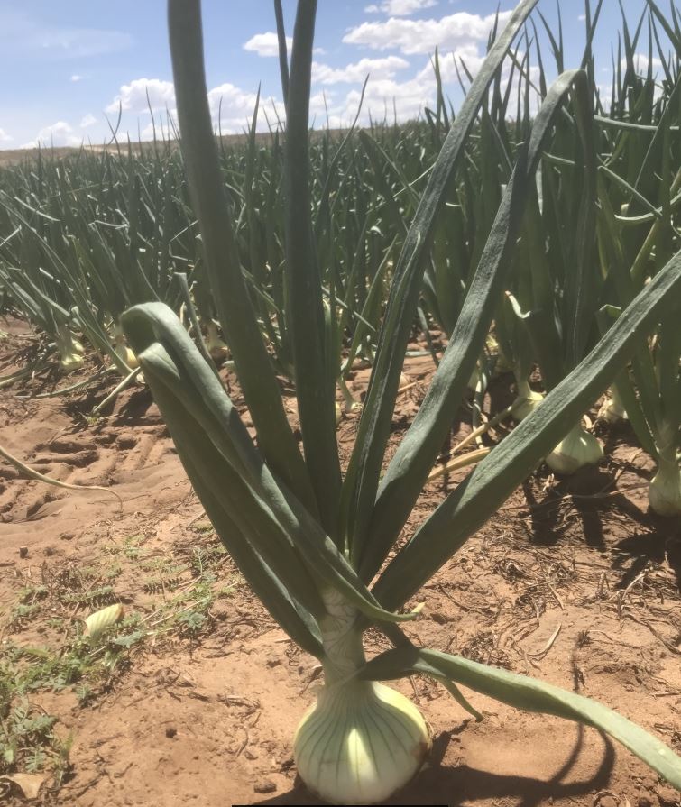 http://www.universalproductsaustralia.com.au/wp-content/uploads/2018/02/Single-Onion-Growing.jpg